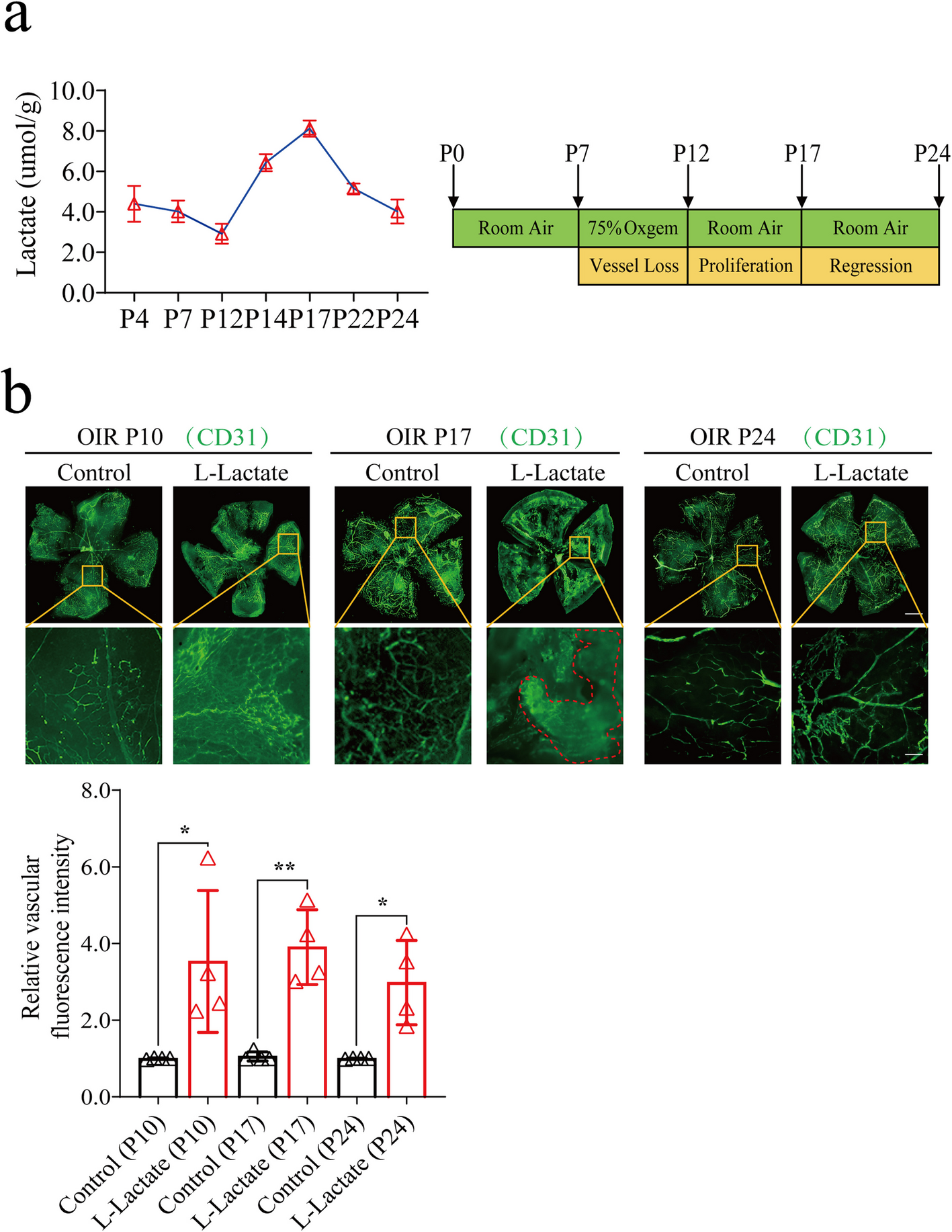 Lactate-binding protein DNMT3A in HRMECs promotes angiogenesis by upregulating VEGFA through HIF-1α lactylation