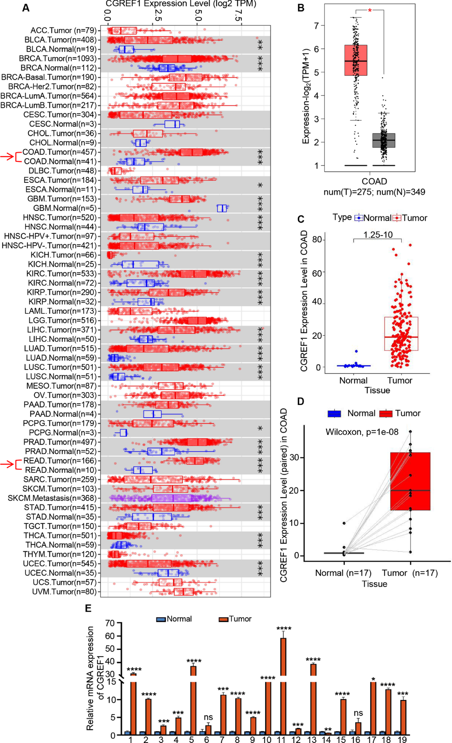 CGREF1 promotes cancer cell migration and predicts poor prognosis in colorectal cancer