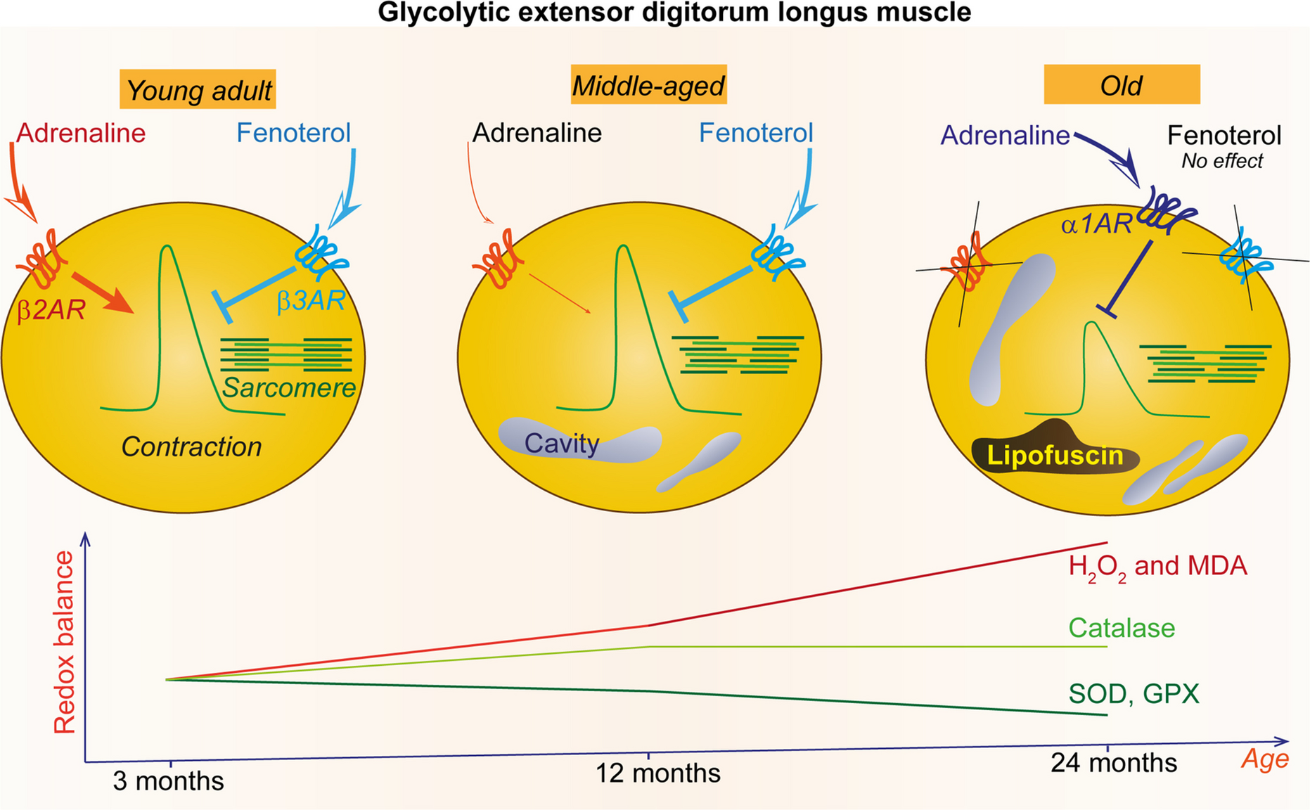 Age-related changes in adrenergic regulation of contractility and redox status of glycolytic and oxidative skeletal muscles