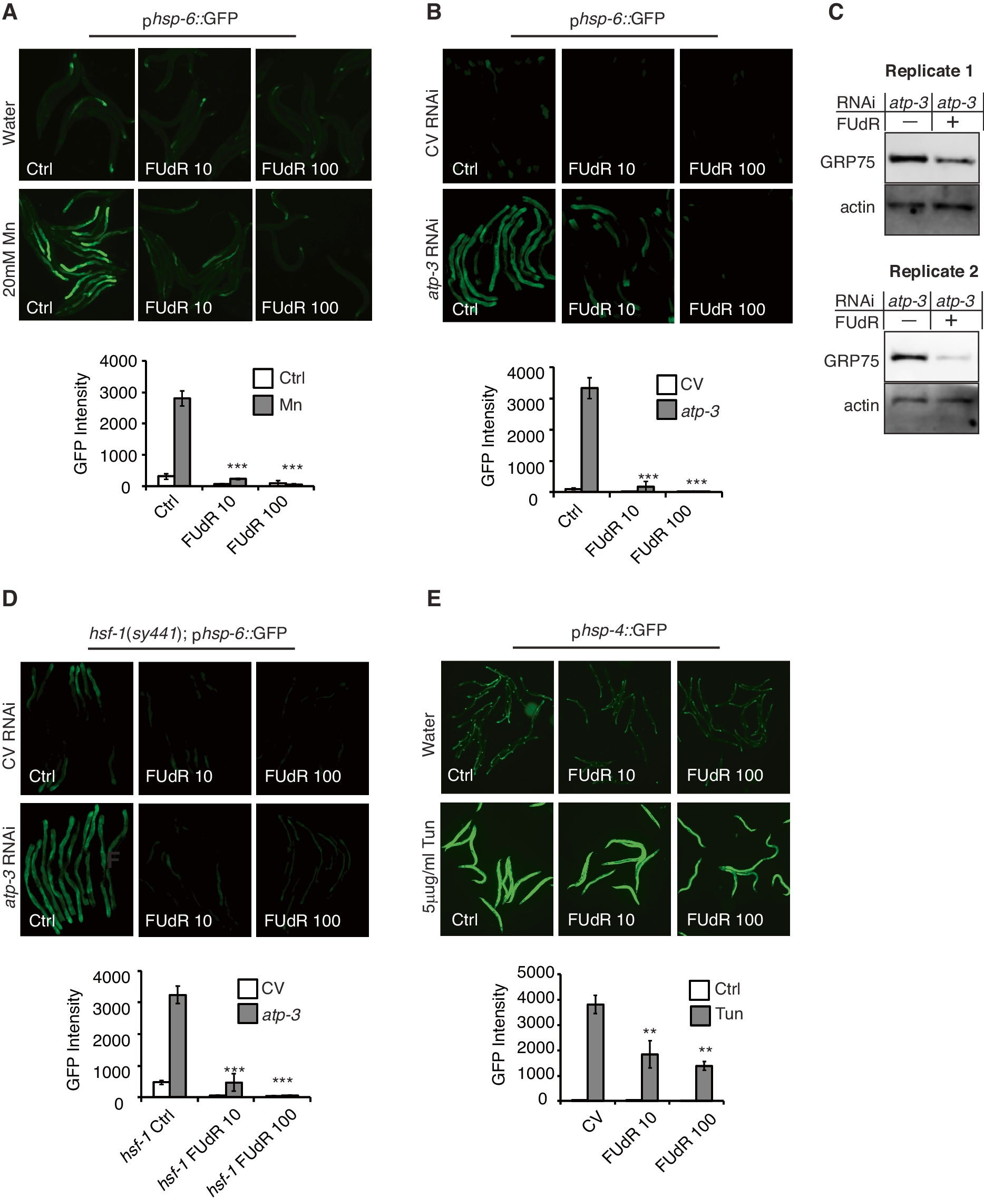 Germline regulation of the intestinal mitochondrial unfolded protein response