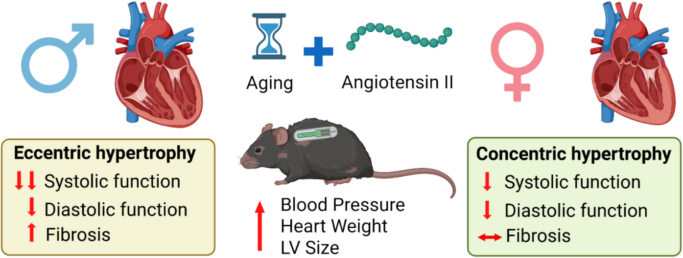 Angiotensin II induces sex-specific ventricular remodeling in aging C57Bl/6 mice