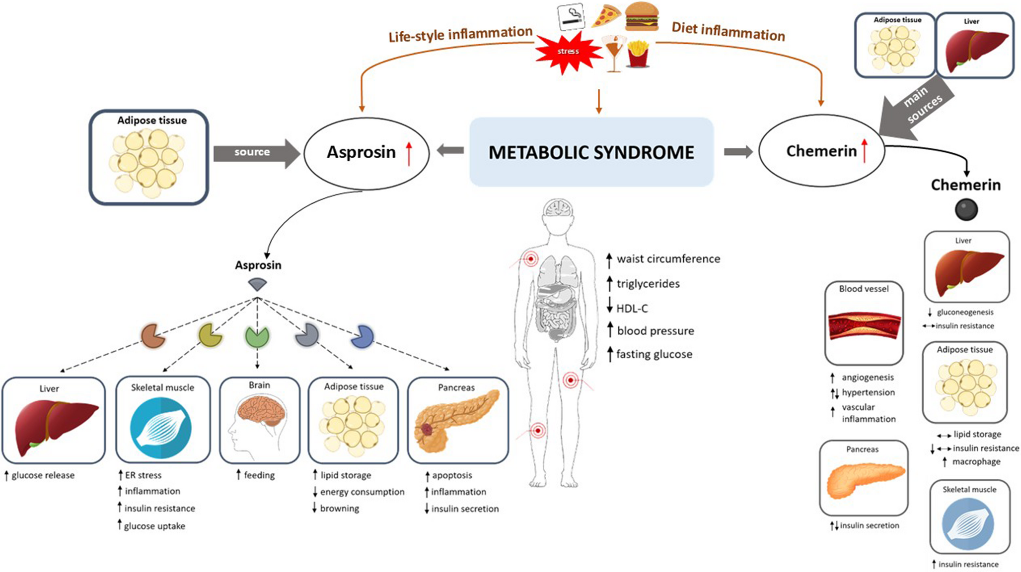 Chemerin and Asprosin as Promising Biomarkers of Metabolic Syndrome: A Scoping Review