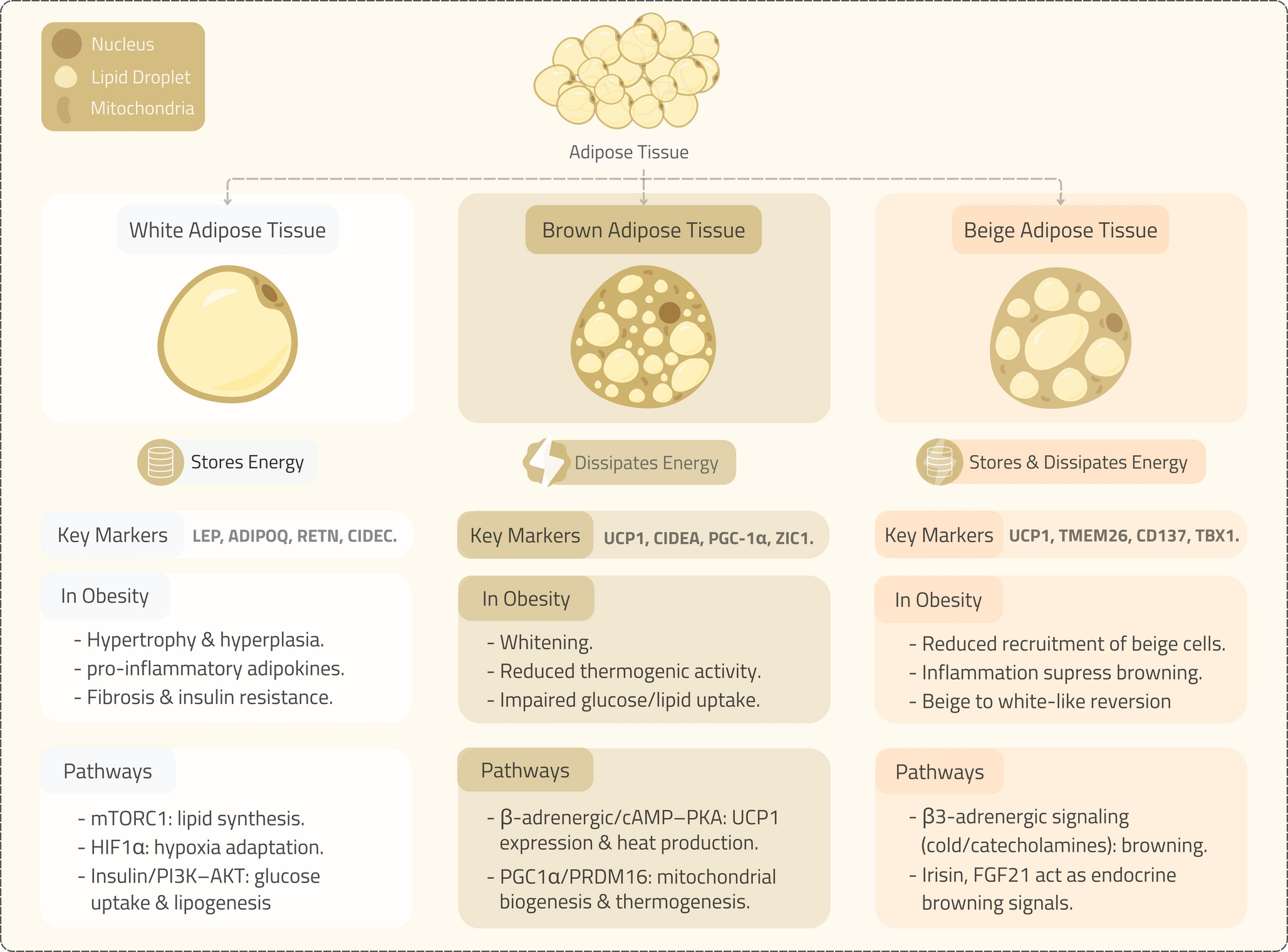 Harnessing Adipose Ferroptosis: A Promising Novel Pathway for Obesity Treatment