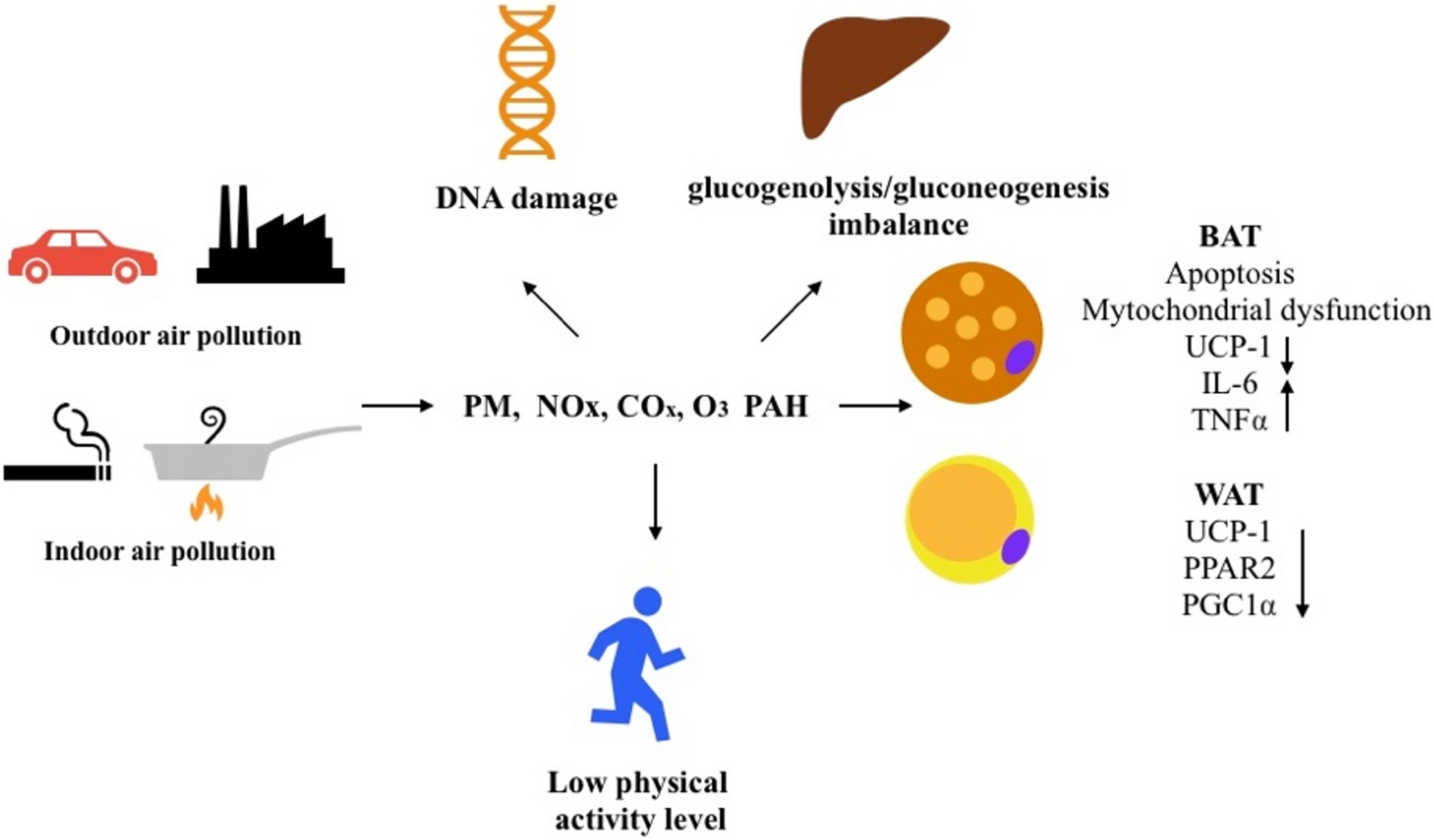 Weighty Consequences: Pollution’s Hidden Weight in the Obesity Epidemic: A Narrative Review