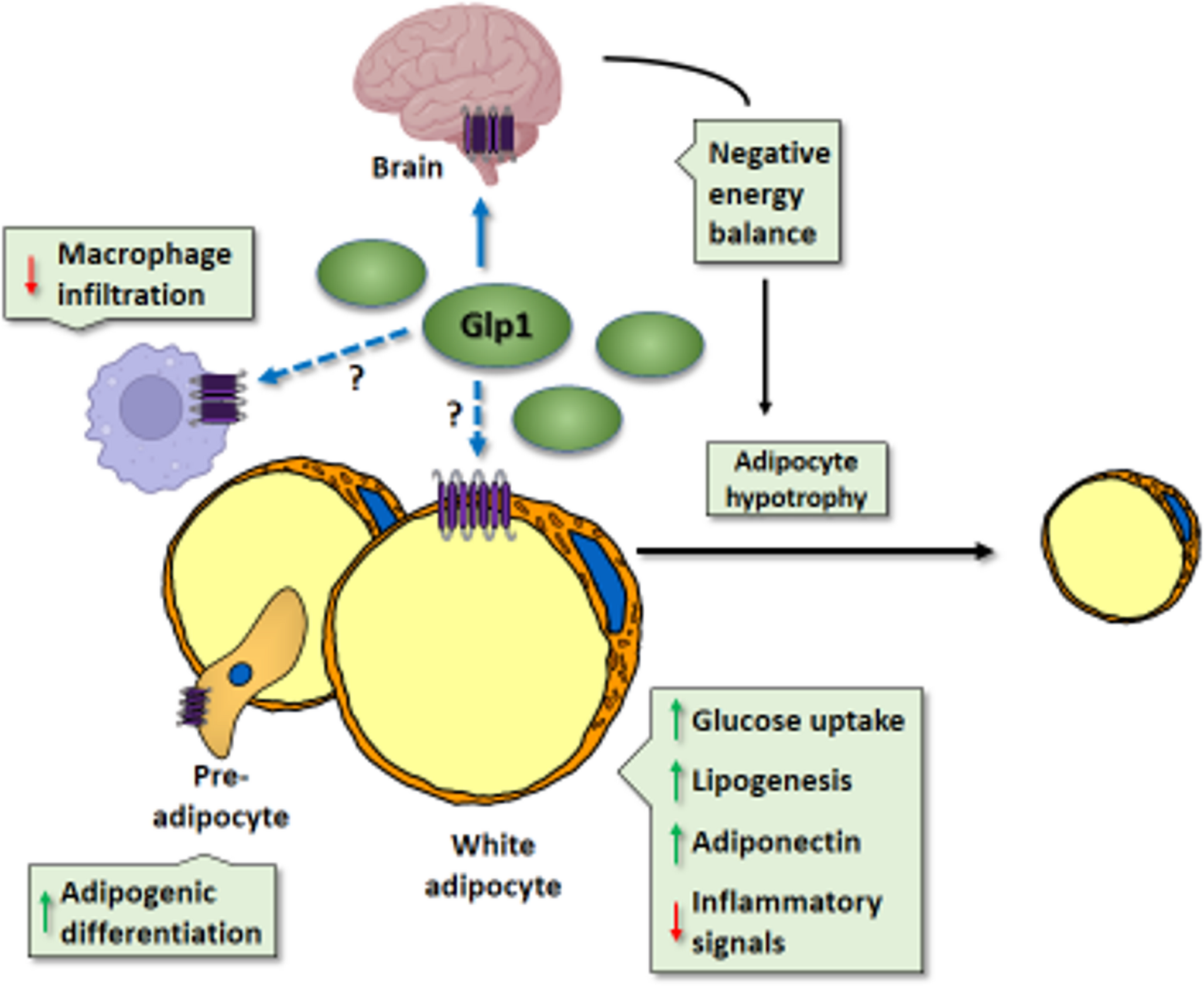 Adipose Tissue, at the Core of the Action of Incretin and Glucagon-Based Anti-Obesity Drugs