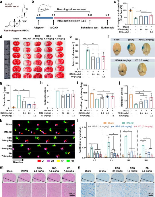 Resibufogenin ameliorates cerebral ischemia-reperfusion injury by modulating microglial redox homeostasis via Keap1-Nrf2-TFR1/ARE axis