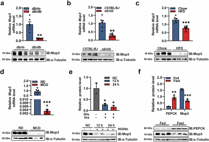 Mup3 ameliorates the dysregulation of glucose and lipid metabolism in MAFLD