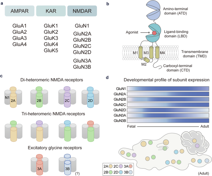New advances in small molecule drugs targeting NMDA receptors