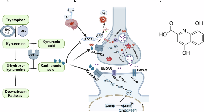 The mGluR2/3 agonist xanthurenic acid improves memory, attention, and synaptic deficits by modulating glutamate release in Alzheimer’s disease model