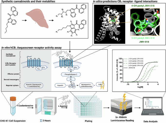 Structure-activity relationship of prevalent synthetic cannabinoid metabolites on hCB1 in vitro and in silico dynamics