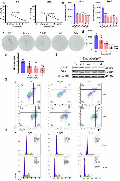Deguelin inhibits growth and prolactin synthesis in prolactinomas by targeting the PI3K/AKT/CREB3L1 pathway and ornithine decarboxylase