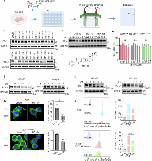 MS1-96 induces HIP1R-dependent PD-L1 degradation and promotes antitumor immunity in colorectal cancer
