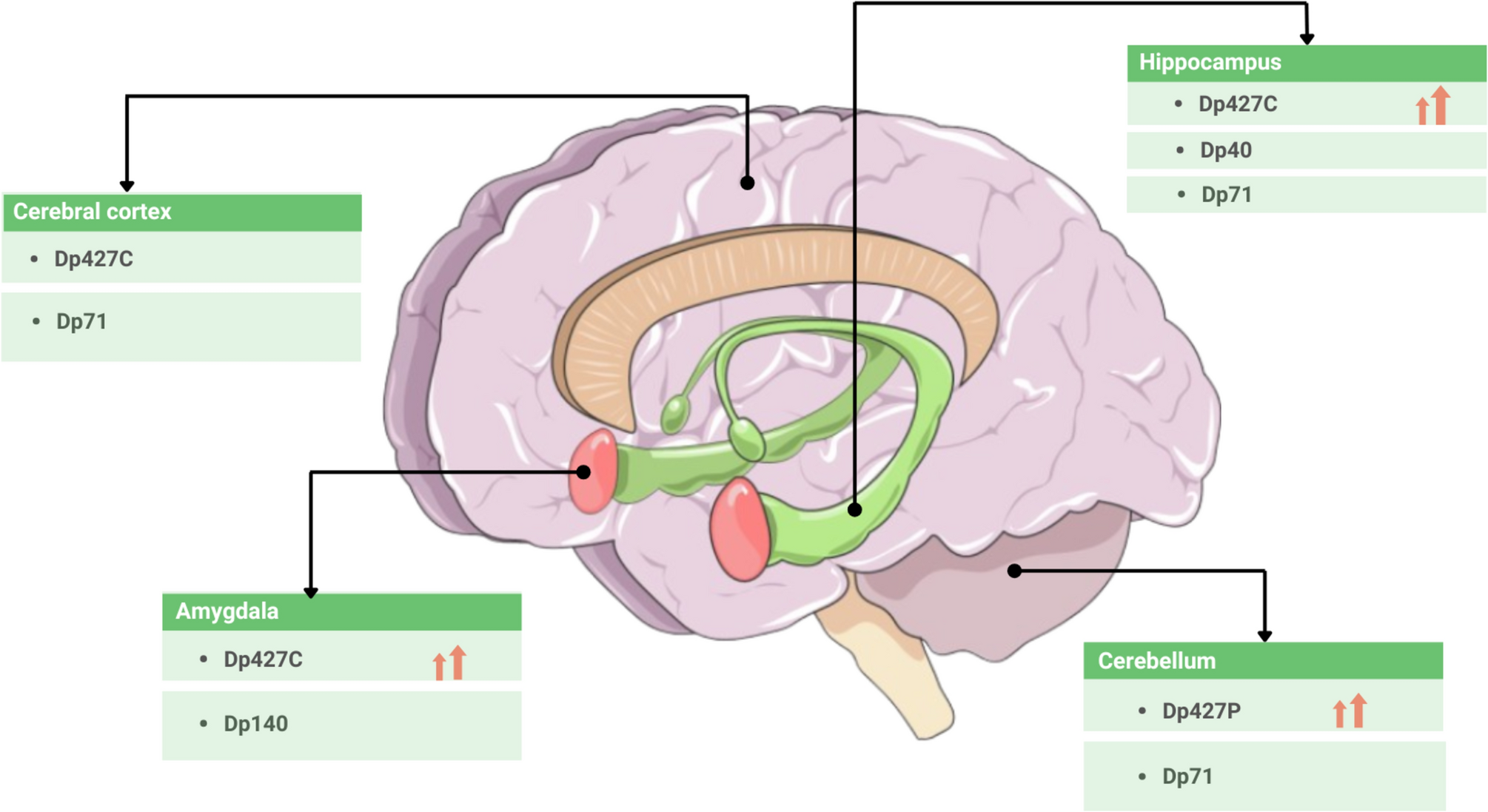 Brain dystrophinopathies and cognitive impairment: Pathogenesis, diagnosis, and therapies
