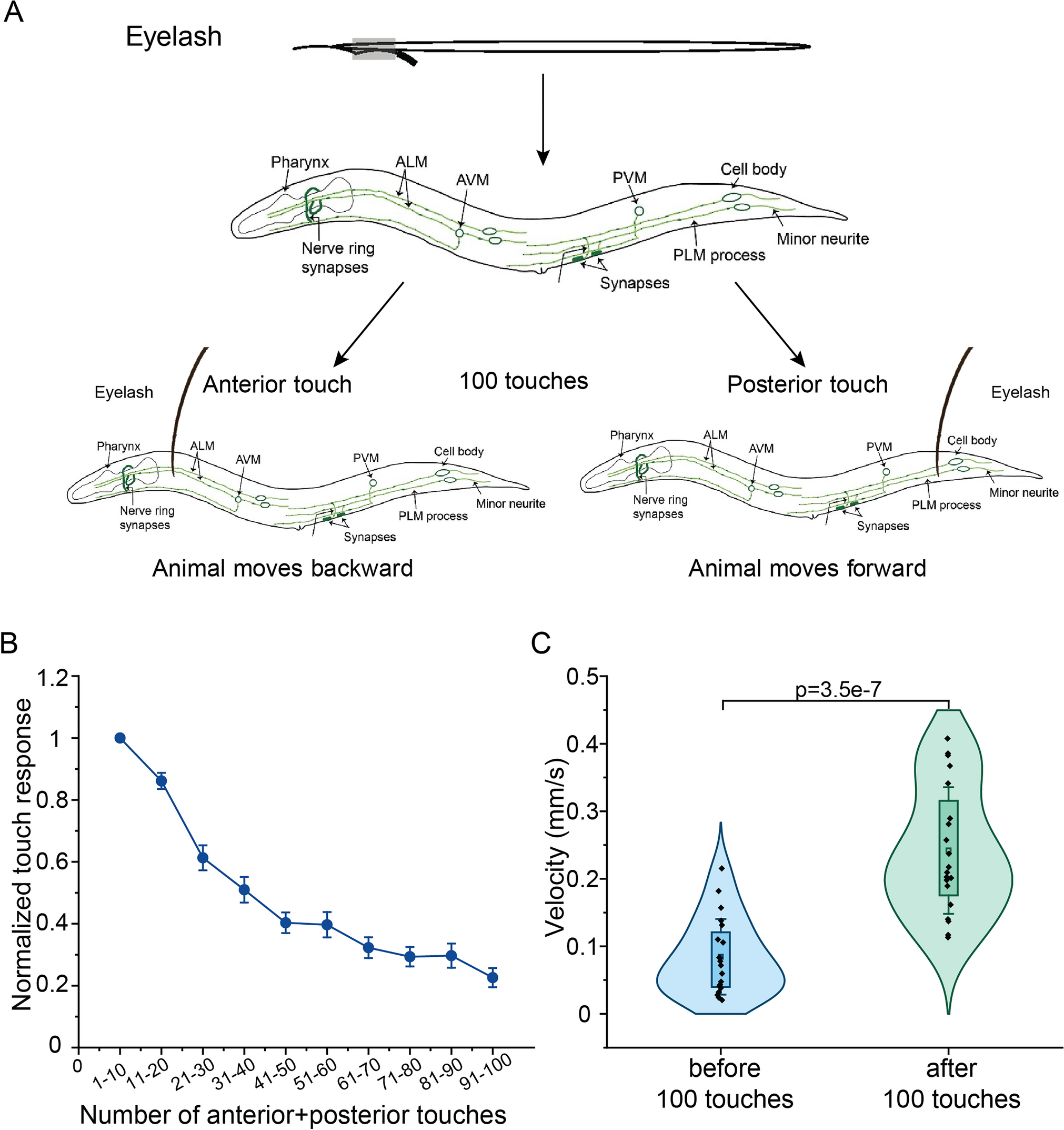 Localization of mitochondria along axons and at synapses in  touch receptor neurons is necessary for touch habituation