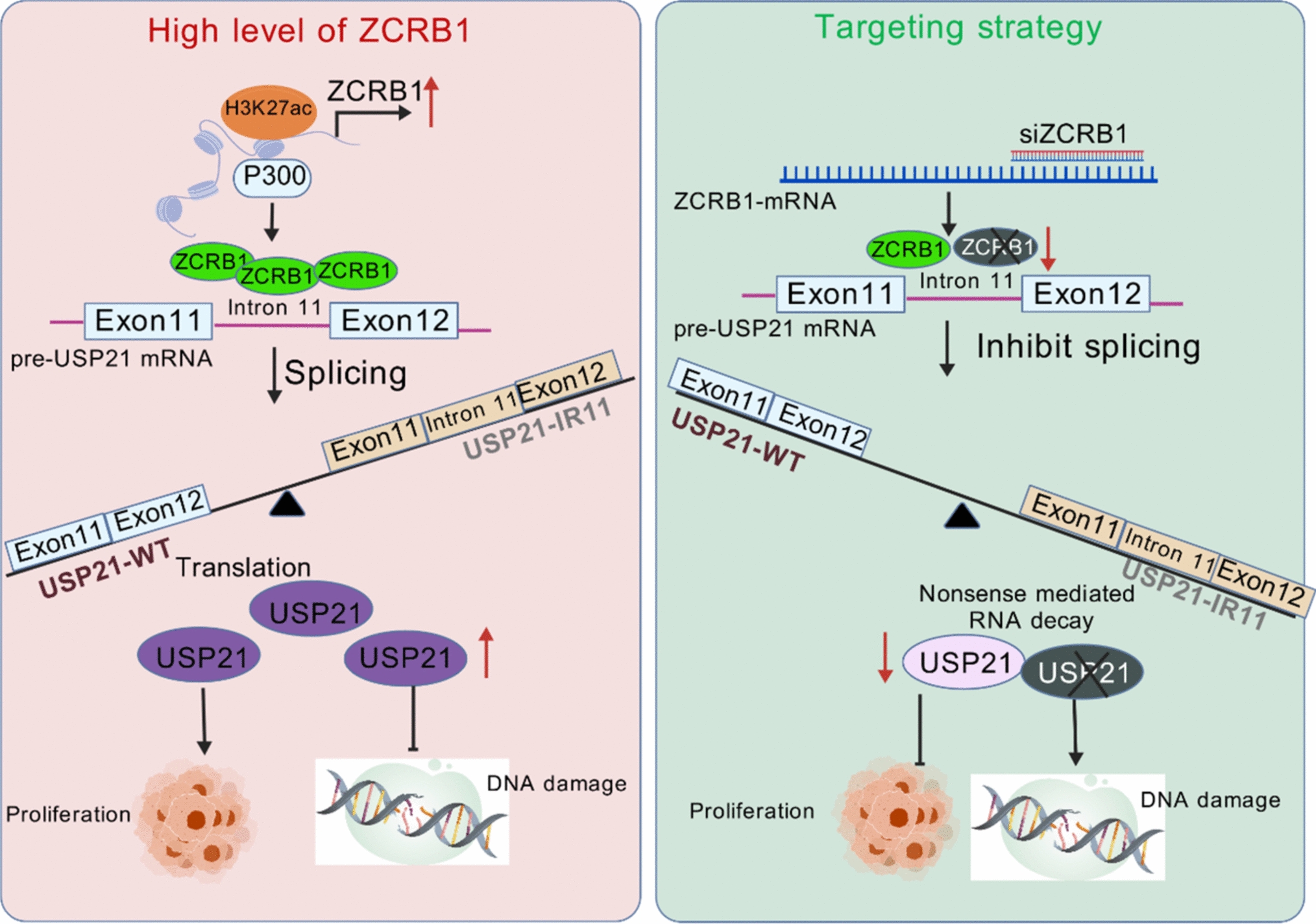 Inhibition of the U12-type splicing factor ZCRB1 mediates retention of the USP21 minor intron to suppress malignant progression in hepatocellular carcinoma