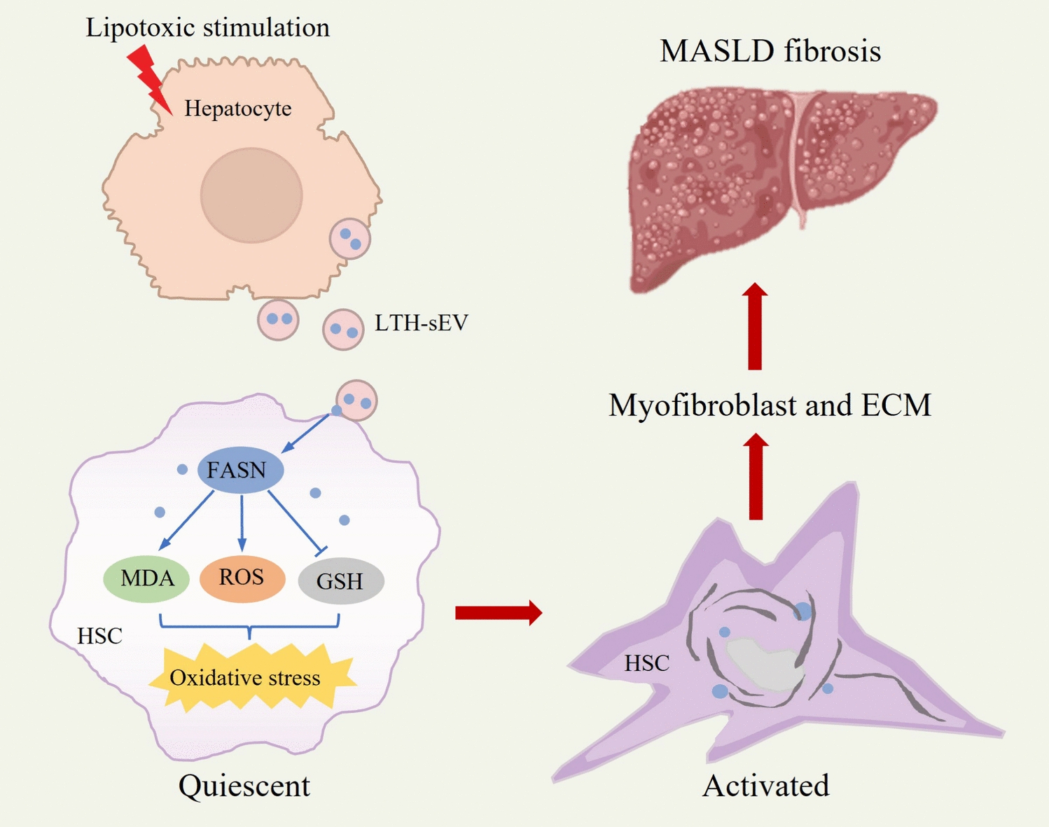 Small extracellular vesicles derived from lipotoxic hepatocytes transport FASN to promote hepatic stellate cell activation