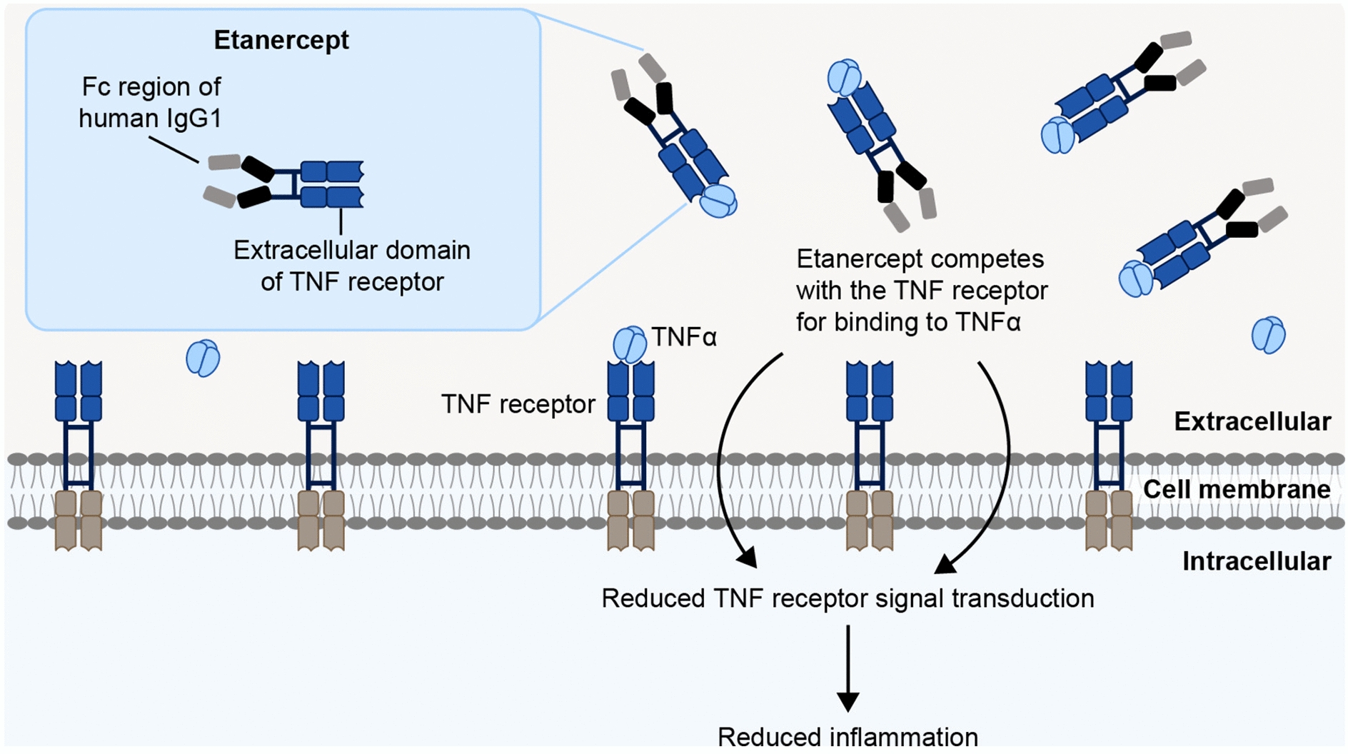 Clinical and Real-World Evidence on Etanercept Biosimilar Switching: A Narrative Literature Review of Efficacy and Safety