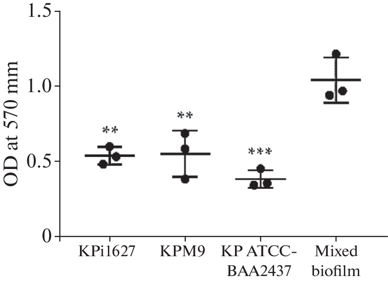 Biofilms of MDR  (hvKp) Strains Can be Destroyed by Free Fatty Acids Interactions with Bacterial Cell Wall Membranes