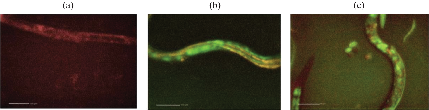 PCMM Nanomaterials as Multifunctional Bioprobes Studied in Animal Model of