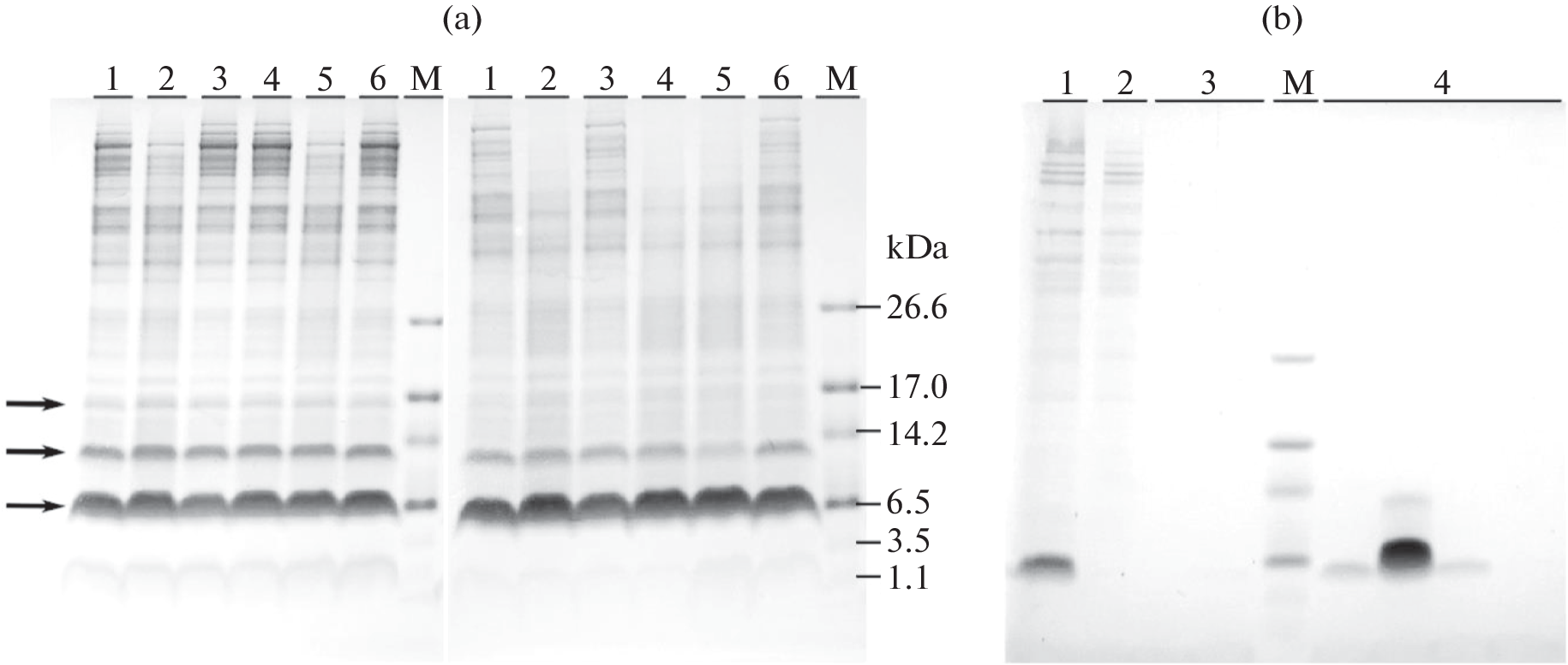 Transmembrane Domain of Wild Type Spike Protein from SARS-CoV-2: Cell-Free Expression and Fast Purification for Structural-Dynamic NMR Studies