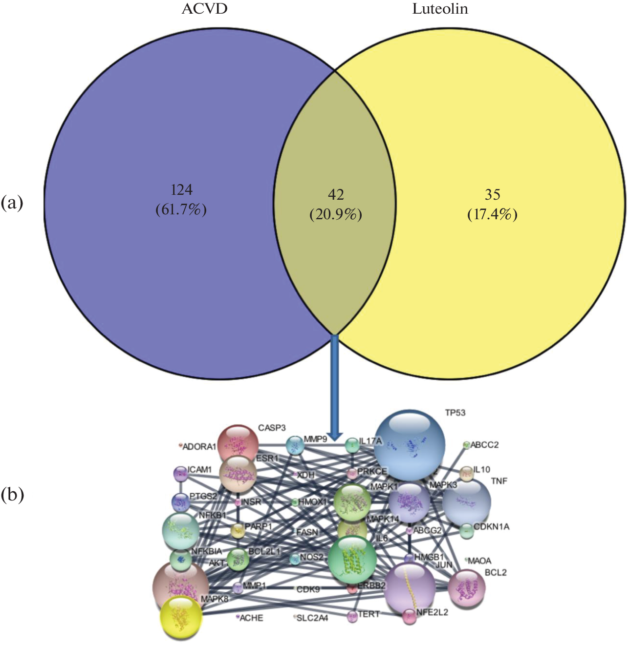 Network Pharmacology and Molecular Docking Analysis of Luteolin from  for Drug Target Identification in Age-Related Cardiovascular Diseases