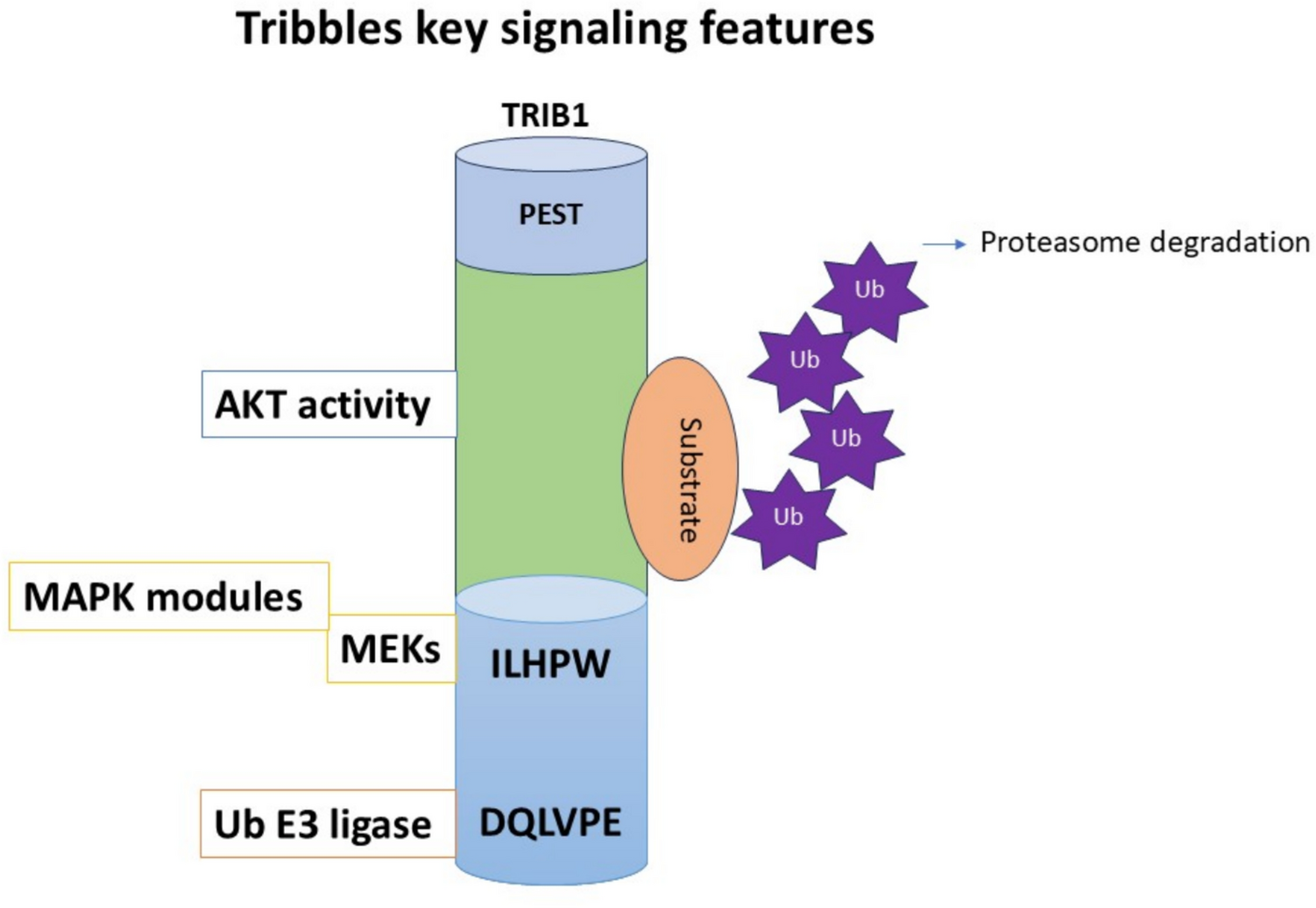 Tribbles (TRIB) pseudokinase in cancer: an emerging key player