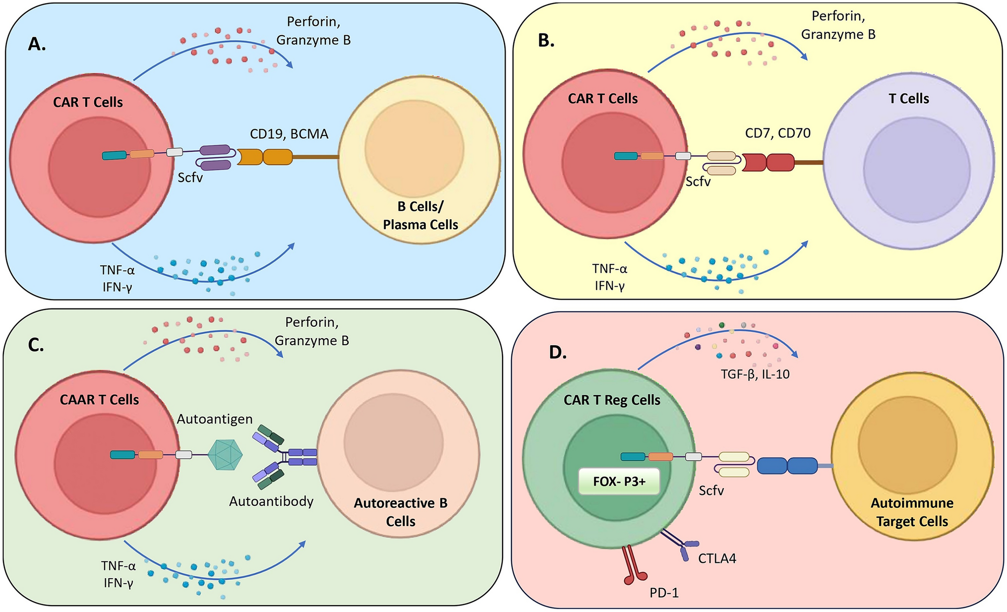 CAR T cells beyond cancer: Emerging applications in autoimmunity and infectious diseases