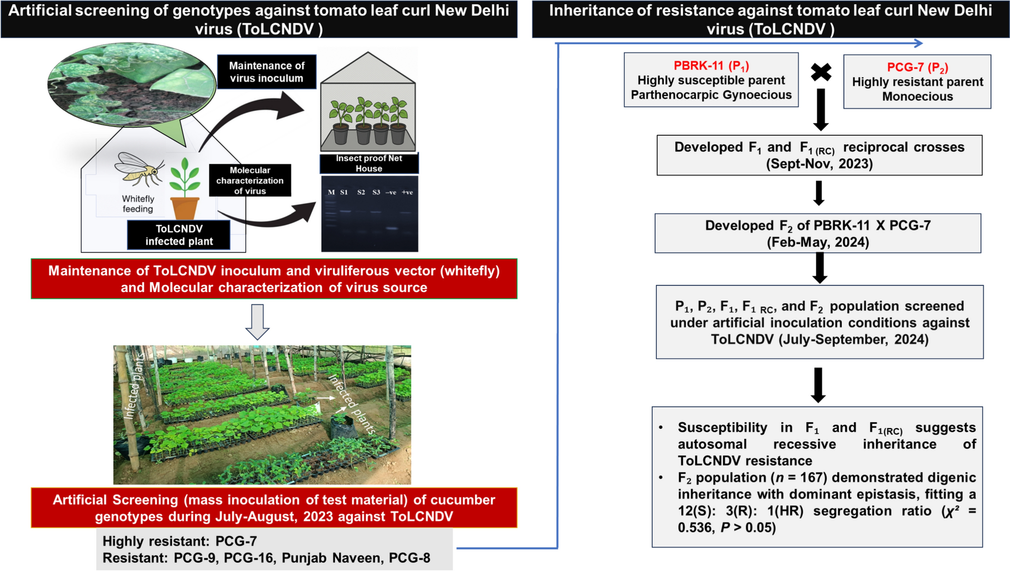 Inheritance of resistance to tomato leaf curl New Delhi virus in cucumber ( L.) utilizing parthenocarpic, gynoecious, and monoecious lines in Northern plains of India