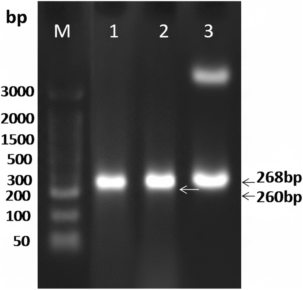 gene-specific sequence variation and phylogenetic relationship in aromatic rice ( L.)