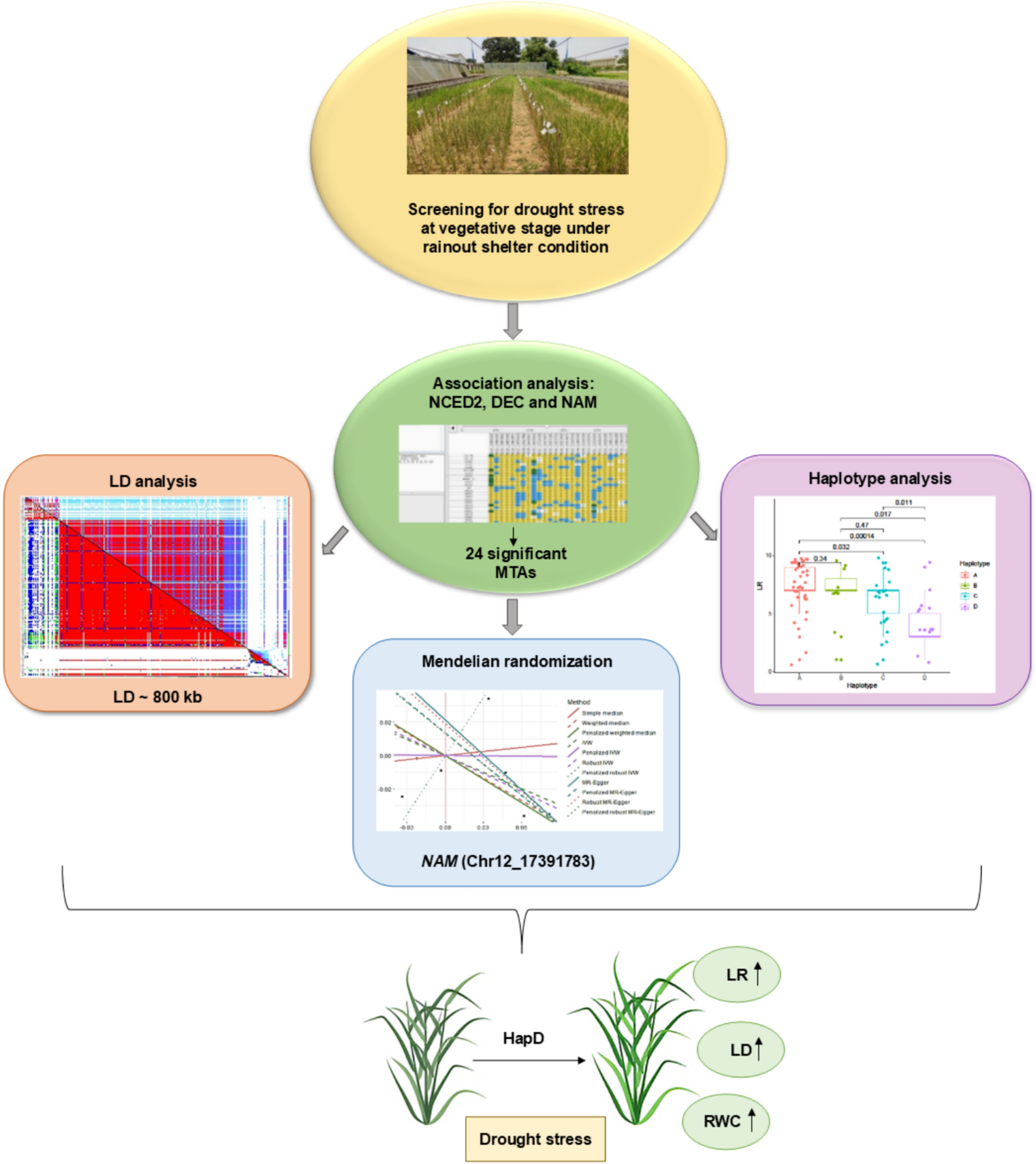, and  genes association with vegetative stage drought stress in rice validated through mendelian randomization