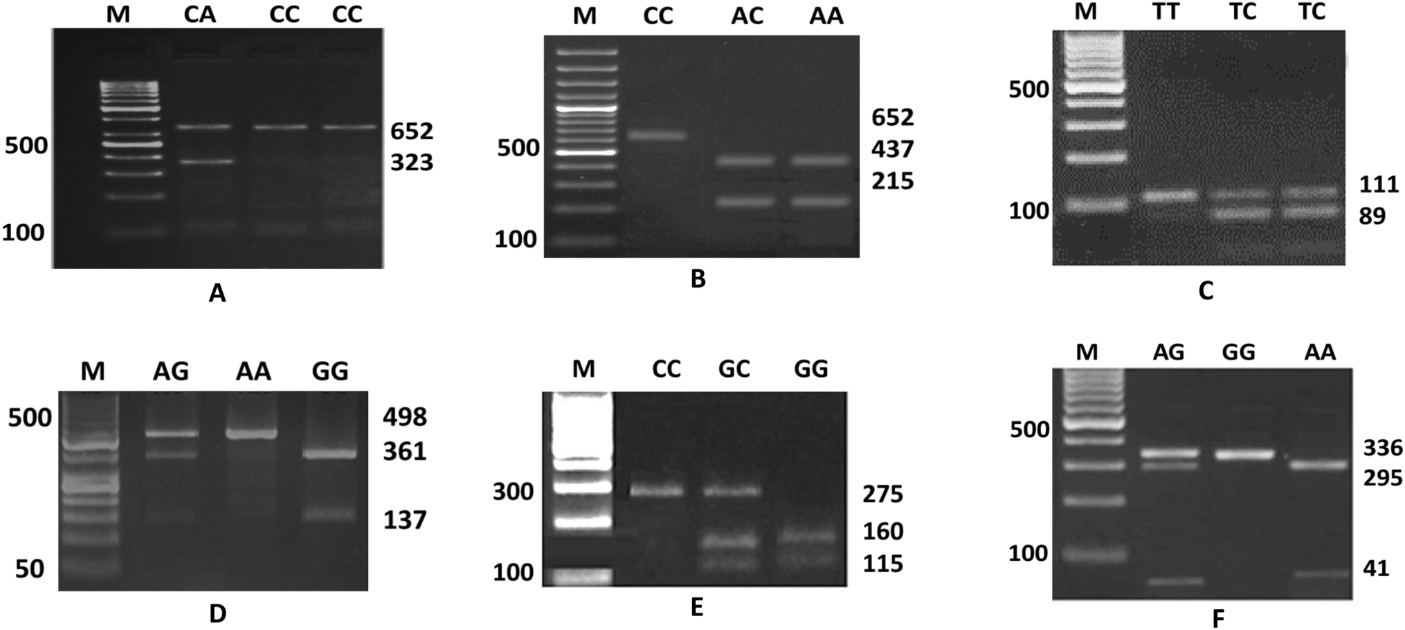 Association of IL22 and C4A gene with production and udder conformation traits in Sahiwal () and Karan Fries ( x ) cattle
