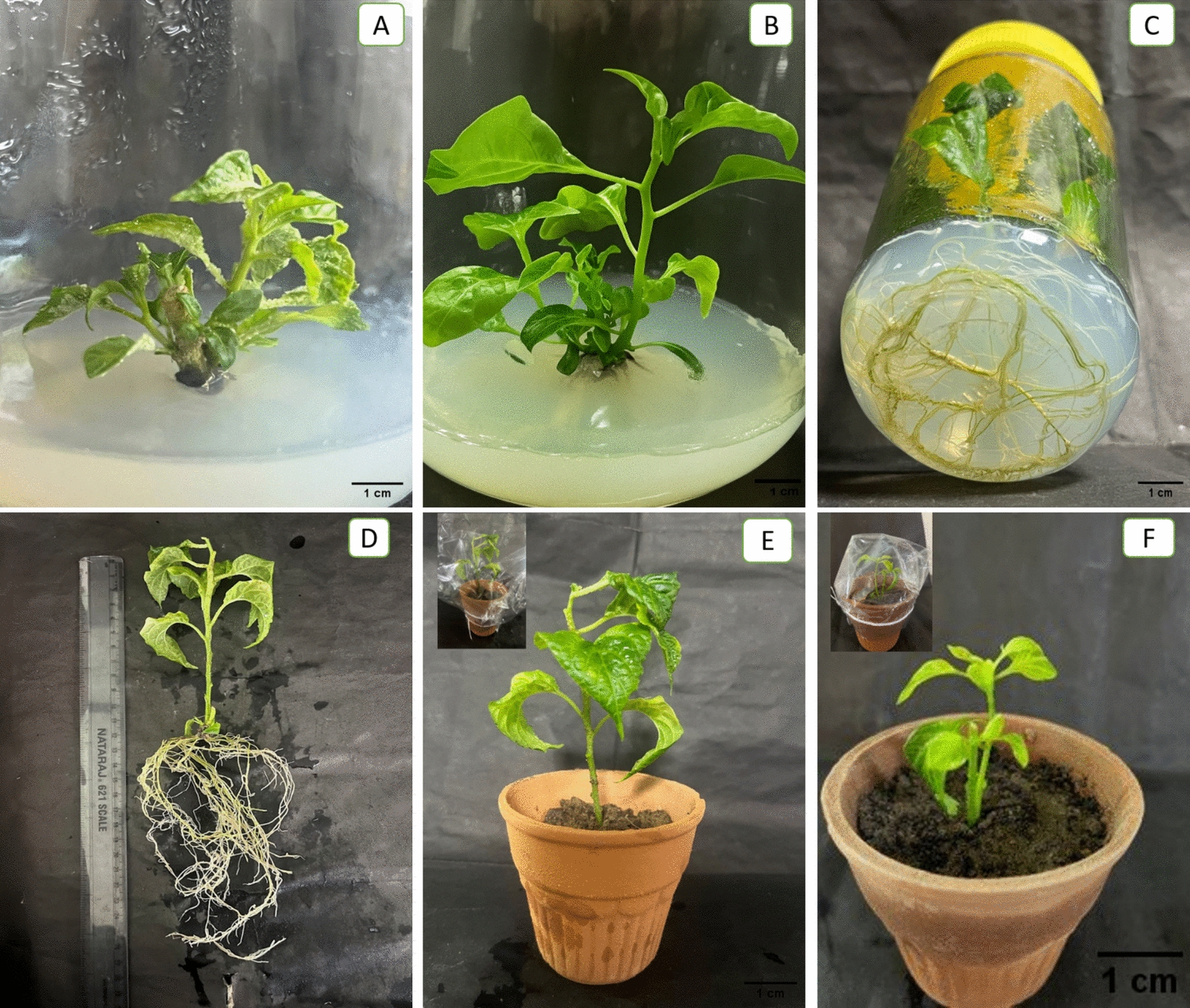 -Topolin as an effective cytokinin for high-frequency regeneration and clonal fidelity in  Jacq. cv. Naga Chili