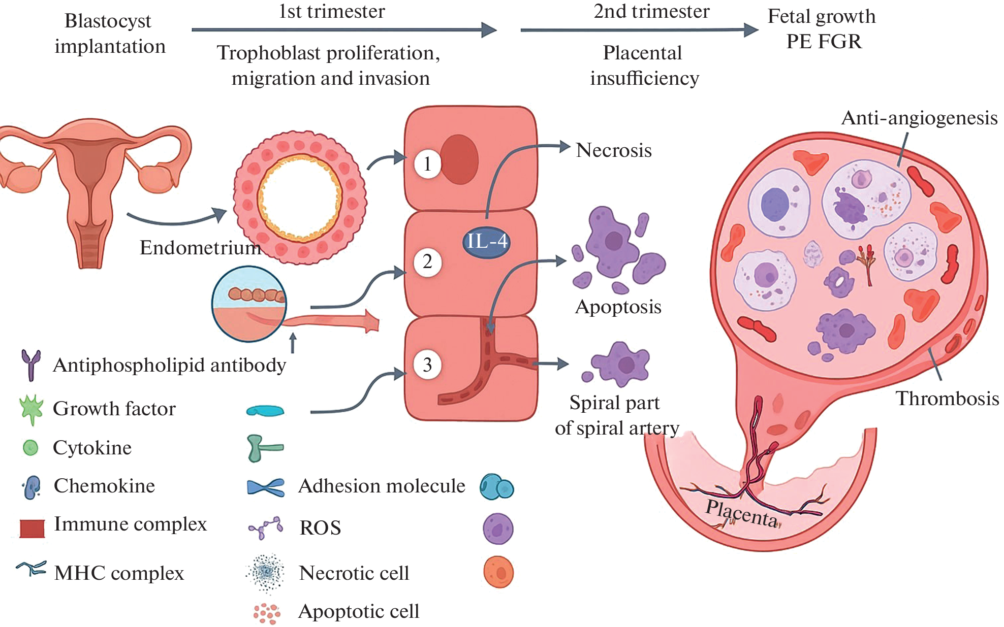 Noncriteria Antiphospholipid Antibodies in the Pathogenesis of Obstetric Pathology