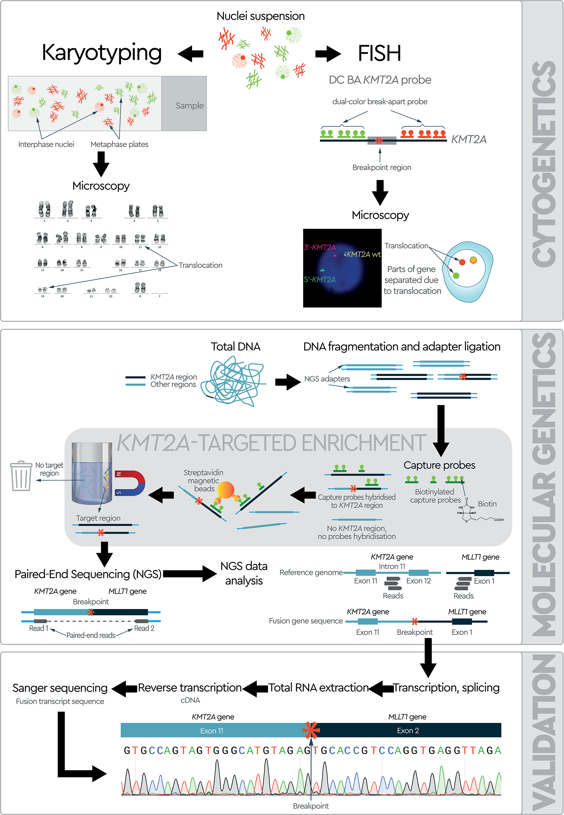 Gene Rearrangements Assessment in Molecular Diagnostics of Acute Leukemia and Lymphoma