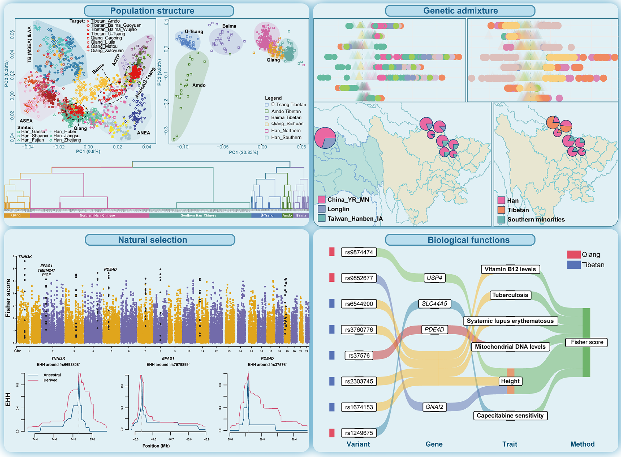 Differentiating the demographic histories and local adaptations of middle-altitude Qiang and Tibetan people