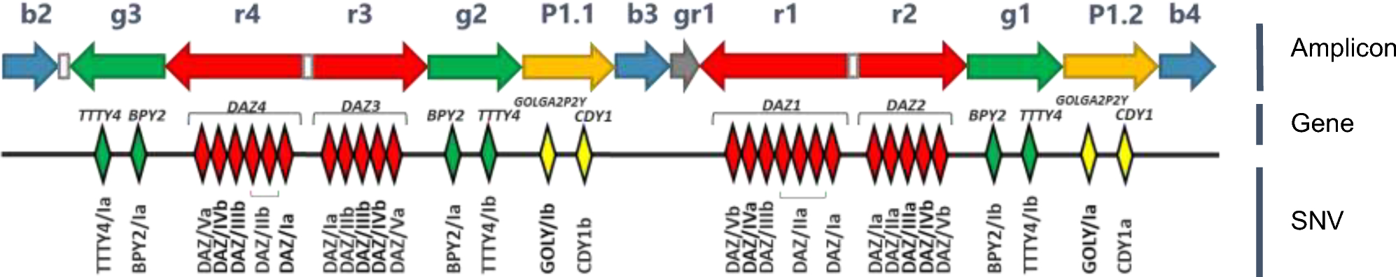 Evolution of the Japanese Y chromosome by analysis of the haplogroups and the deletion of the gene in the AZFc region