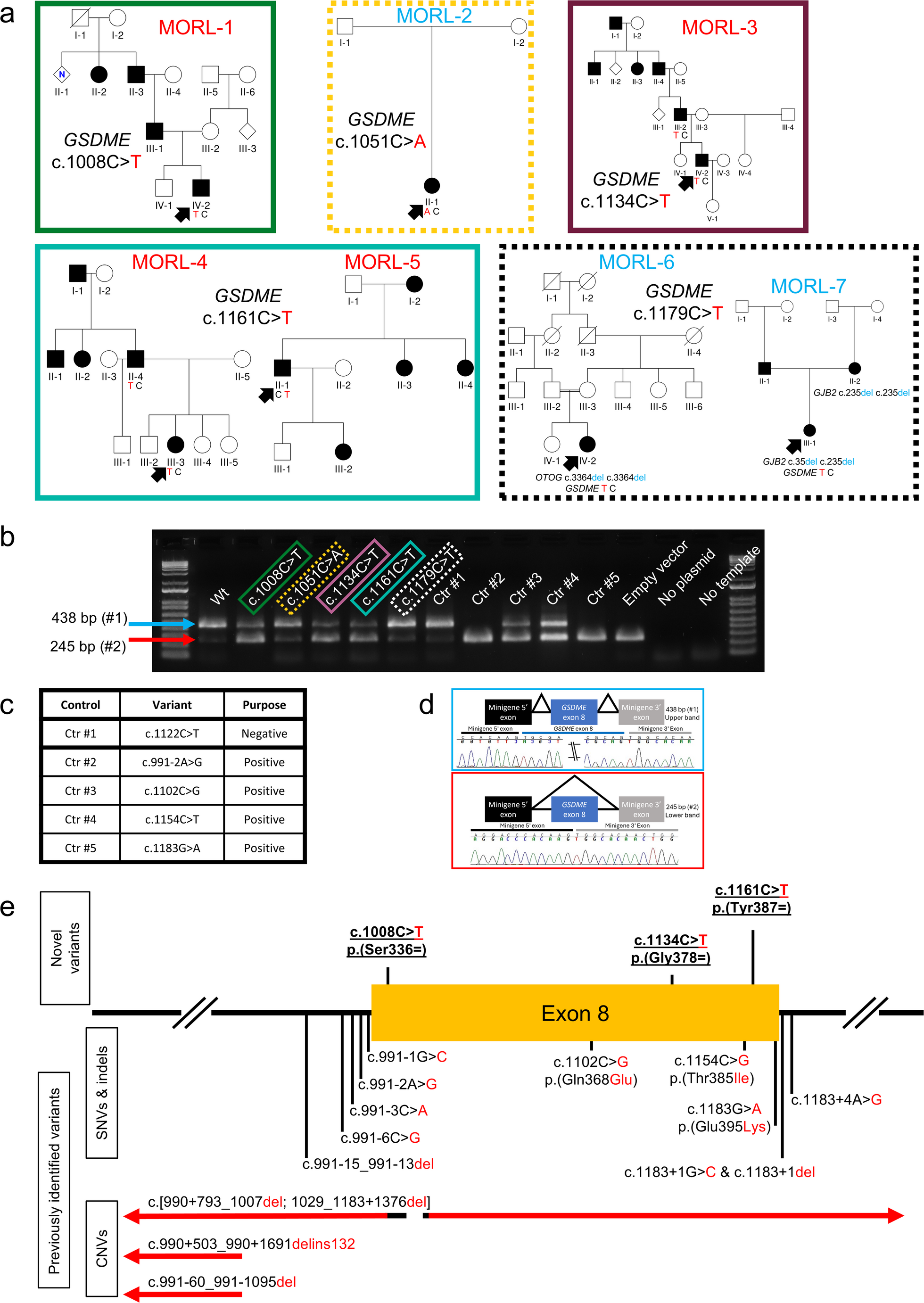 Investigation of  results in the identification of the first pathogenic synonymous variants and genotype-phenotype correlations