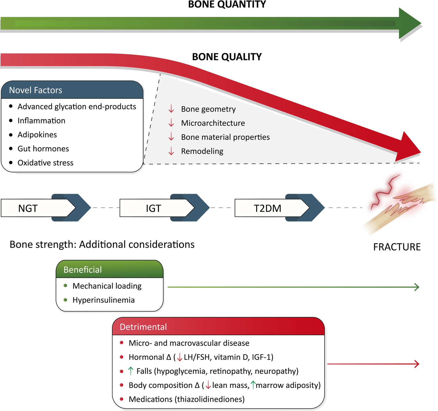 Pathophysiology of Bone Fragility in Type 2 Diabetes Mellitus