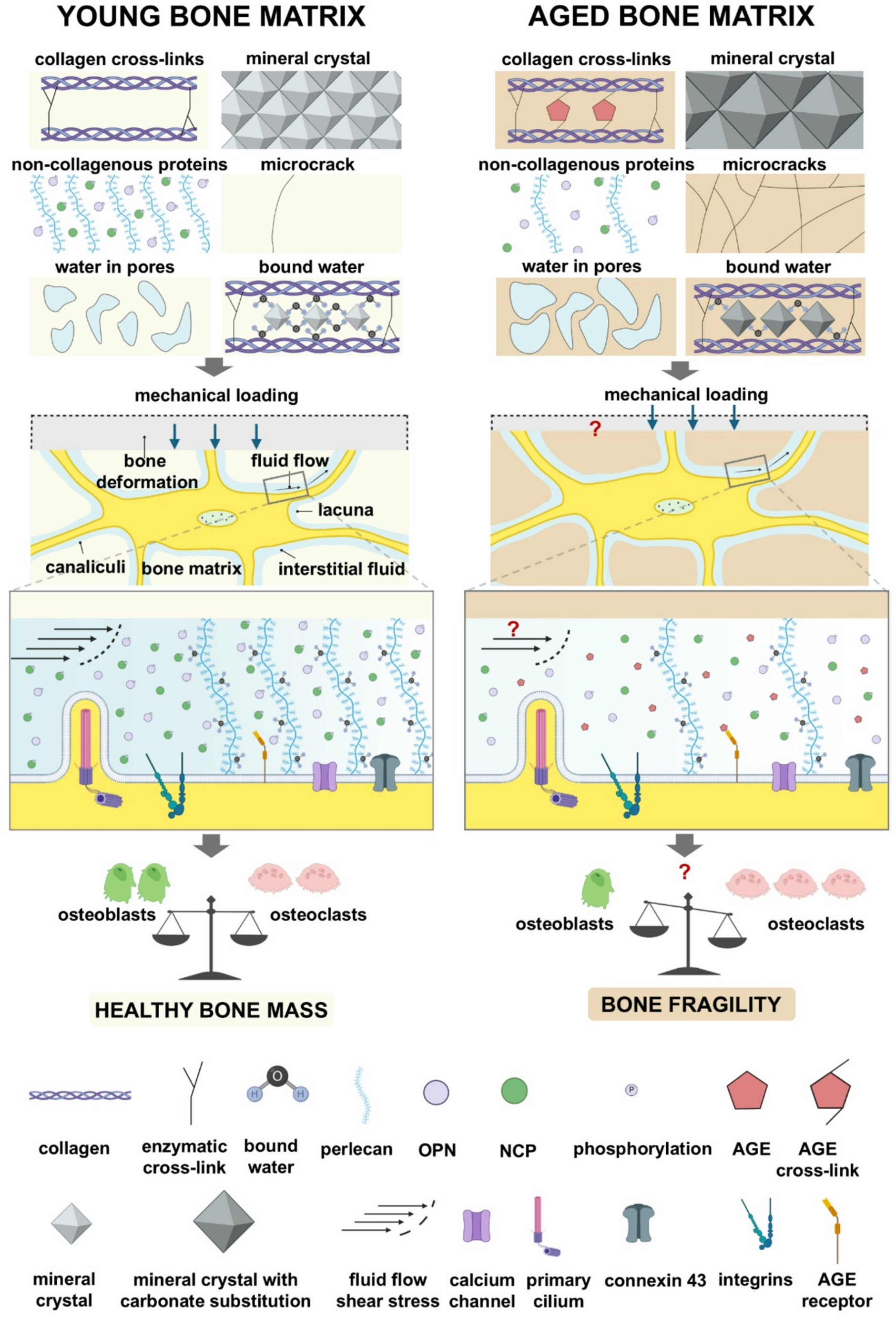 Ageing-Related Changes in Ultrastructural Bone Matrix Composition and Osteocyte Mechanosensitivity