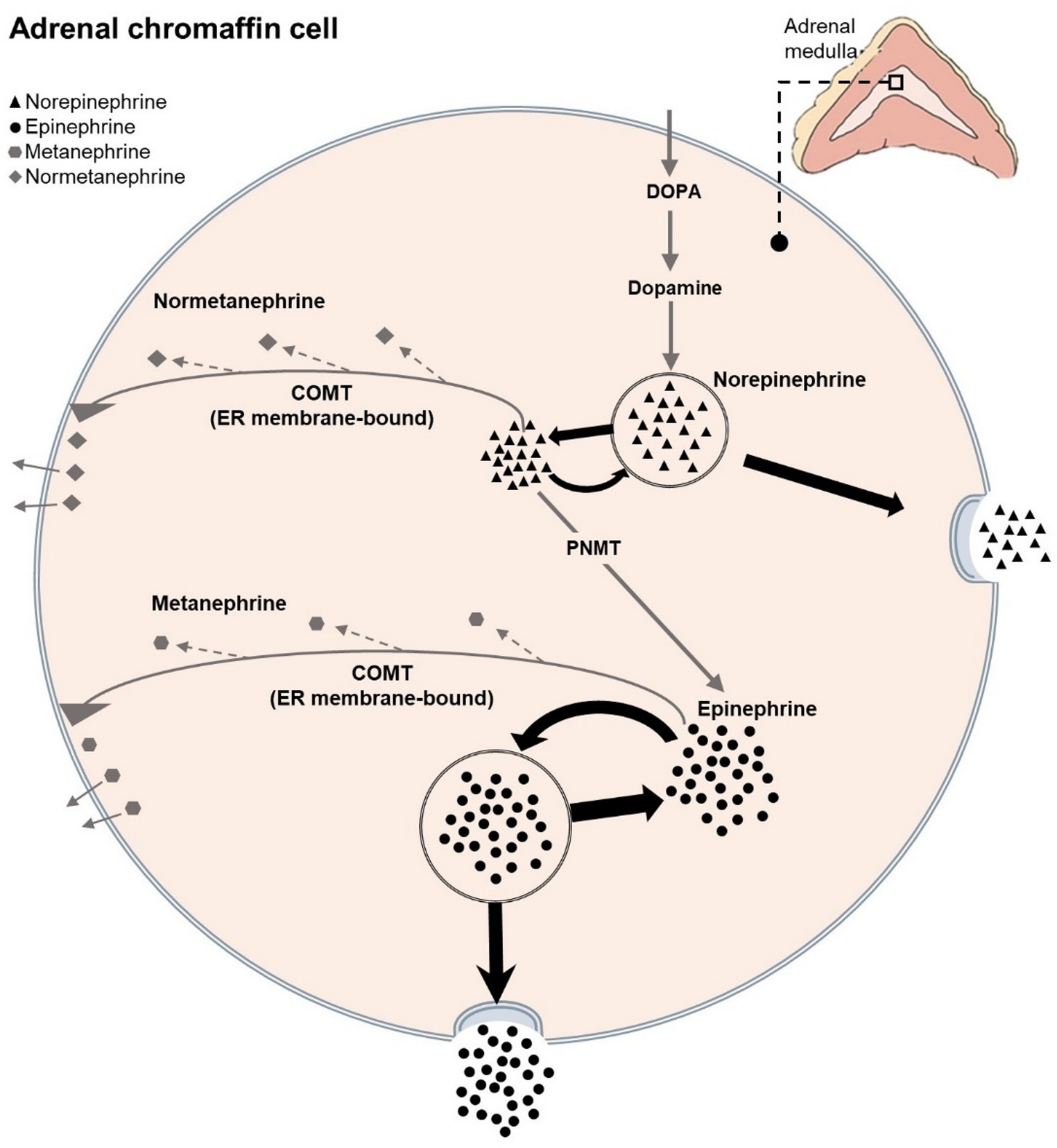 Catecholaminergic activity among young adults after high phosphorus intake during childhood and adolescence
