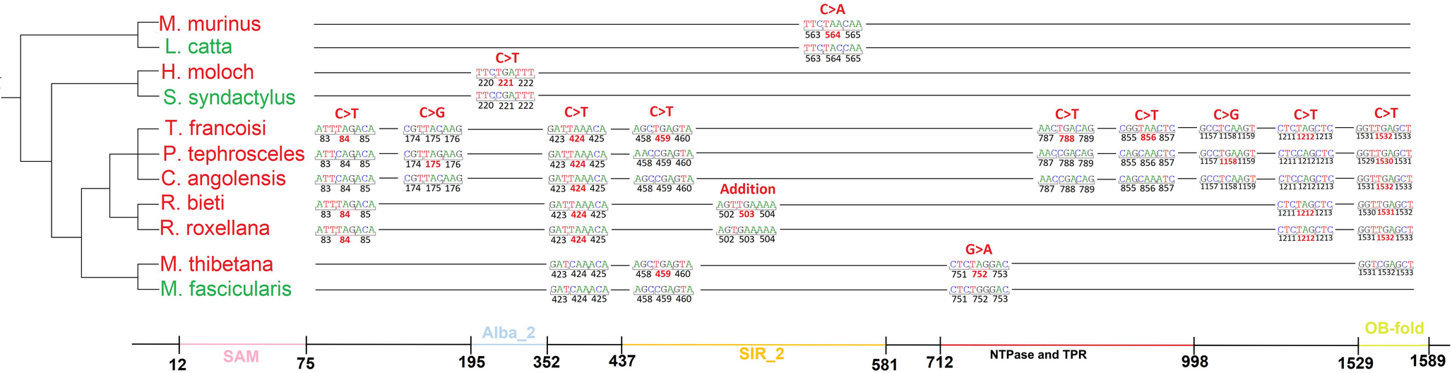 Evolution of SAMD9 and SAMD9L genes in primates: a complex history of gene loss, gene duplication and pseudogenization