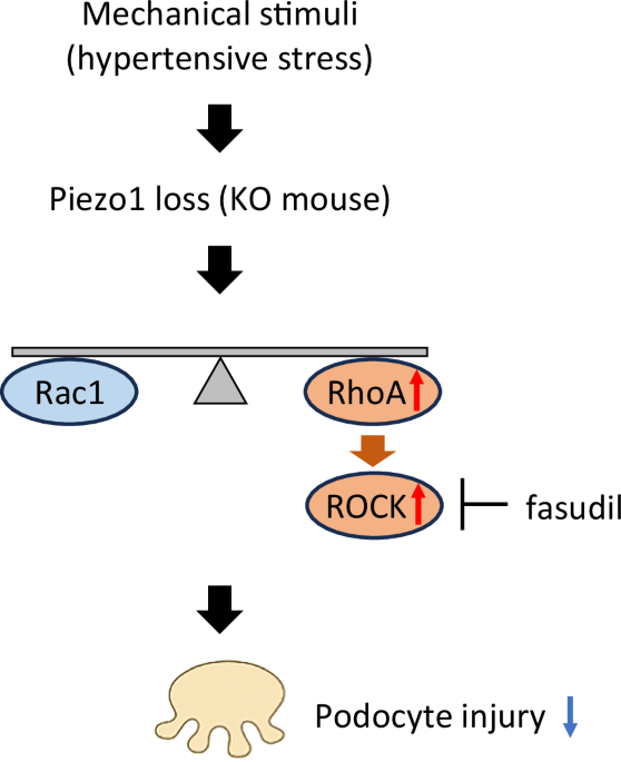 Piezo1 and podocyte mechano-sensing in hypertensive nephropathy