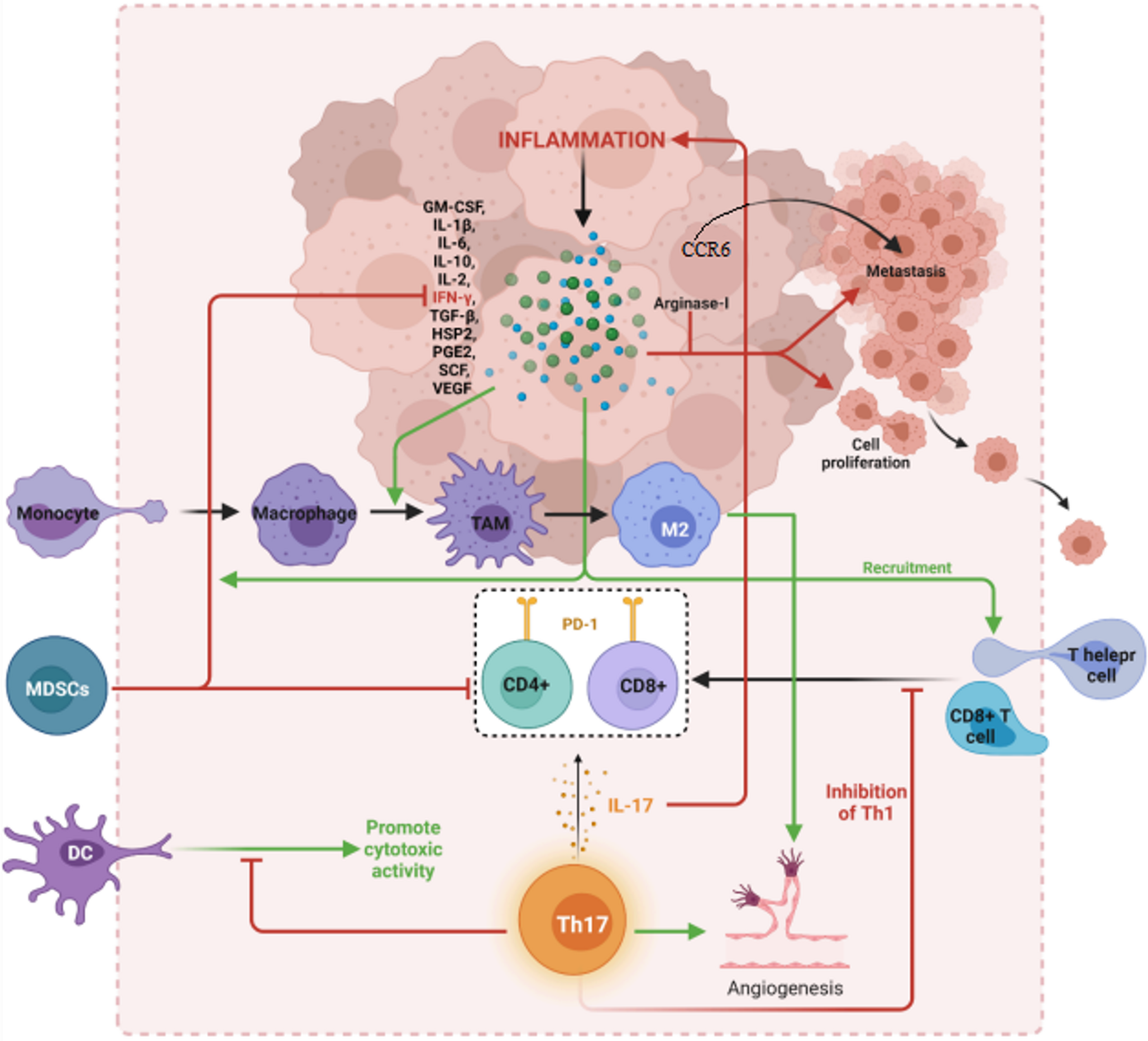 Regulatory dynamics of Th17 lymphocytes in oral squamous cell carcinoma: immune modulation and emerging immunotherapies