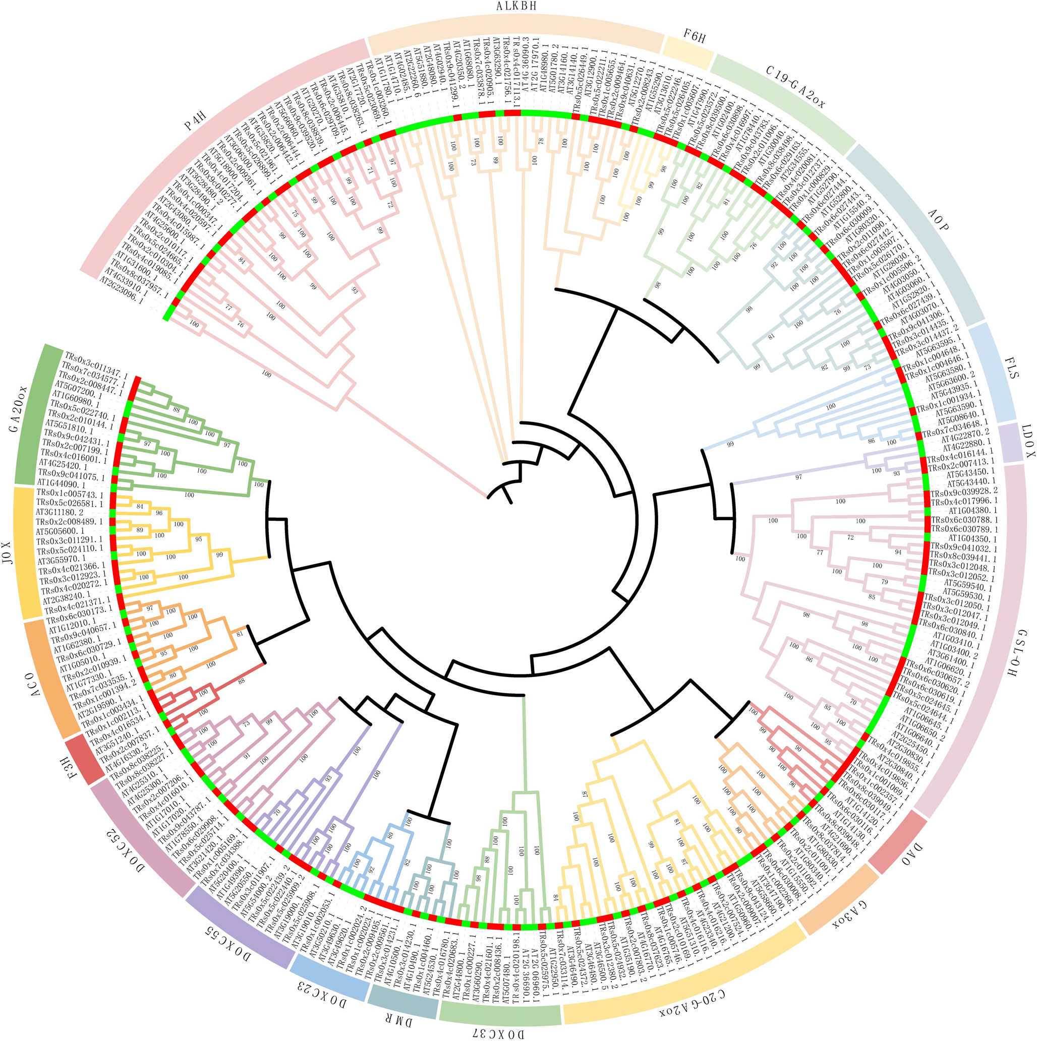 Genome-wide exploration of 2OGD superfamily in : unveiling two  genes as key players in anthocyanin biosynthesis