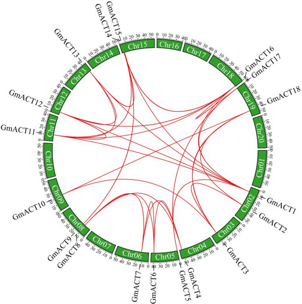 Genome-wide identification and expression analysis of the  gene family in soybean ()