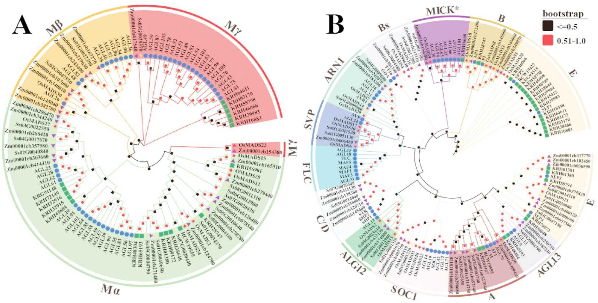 Identification, characterization, and expression profiling of rice MADS-box transcription factor genes associated with fluroxypyr-meptyl and oxyfluorfen metabolism