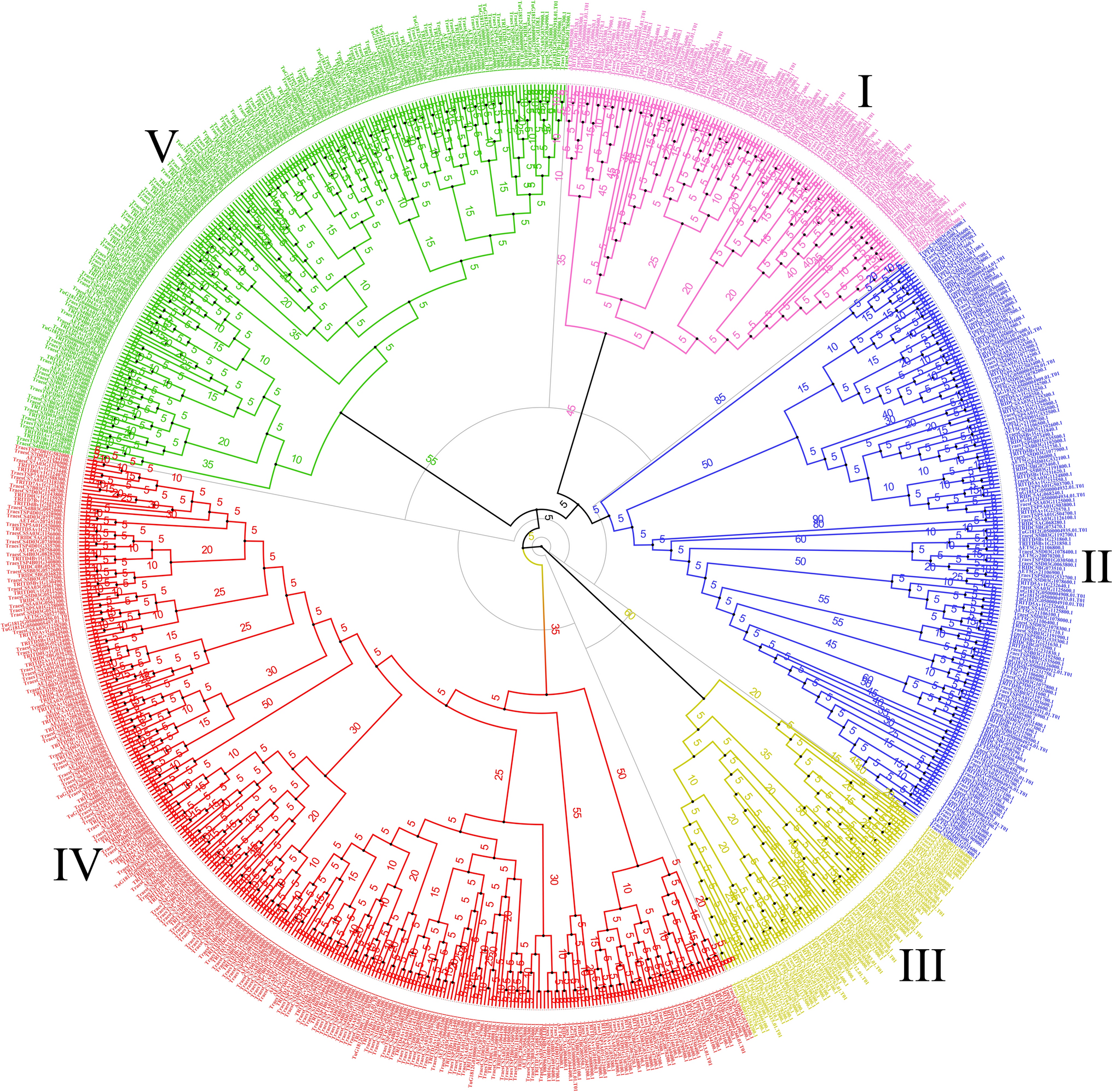 Identification of the Q-type ZFP gene family in  and drought stress expression analysis in common wheat