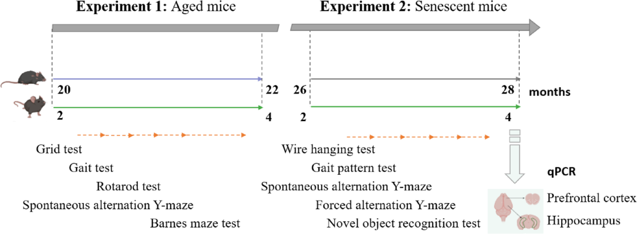 “The impact of aging on cognitive and motor functions: a molecular and behavioral study in female C57BL/6 mice”