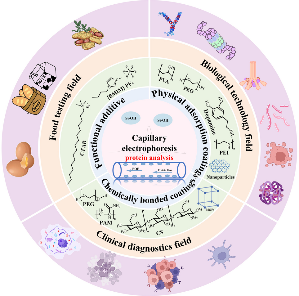 Research advances in capillary electrophoresis coating technology for protein analysis