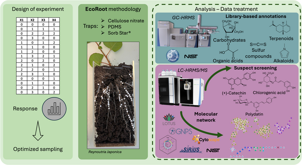 Metabolomic fingerprint of  (Polygonaceae) using suspect screening with LC-HRMS and untargeted approach with GC-HRMS